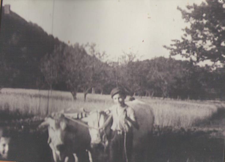 azienda agricola sottoboschi, lavoro nei campi a Caselette durante la prima guerra mondiale con mucche di razza piemontese, invece dei trattori.