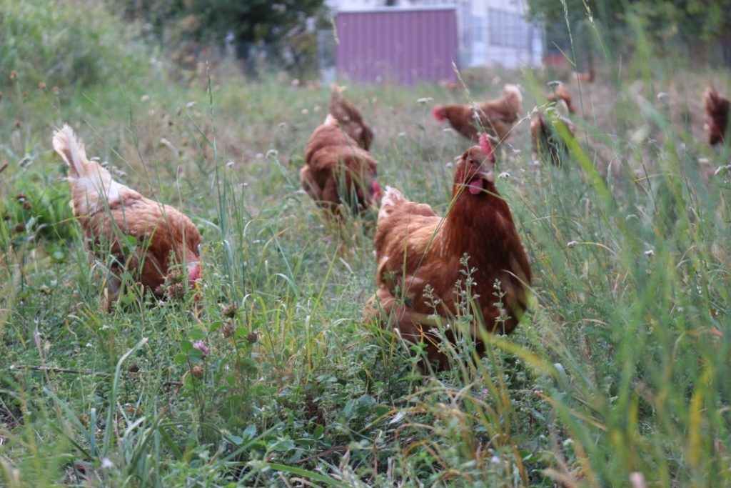 Uova fresche di galline allevate all'aperto, presso l'azienda agricola sottoboschi di Caselette. Nella foto un gruppo di galline che scorrazzano in un prato e becchettano insetti e erba.